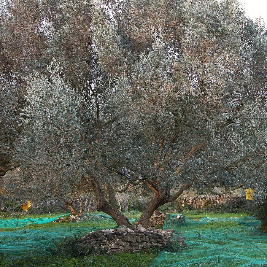 A Loghja Di Cavallo Morto โบนิฟาซิโอ ภายนอก รูปภาพ