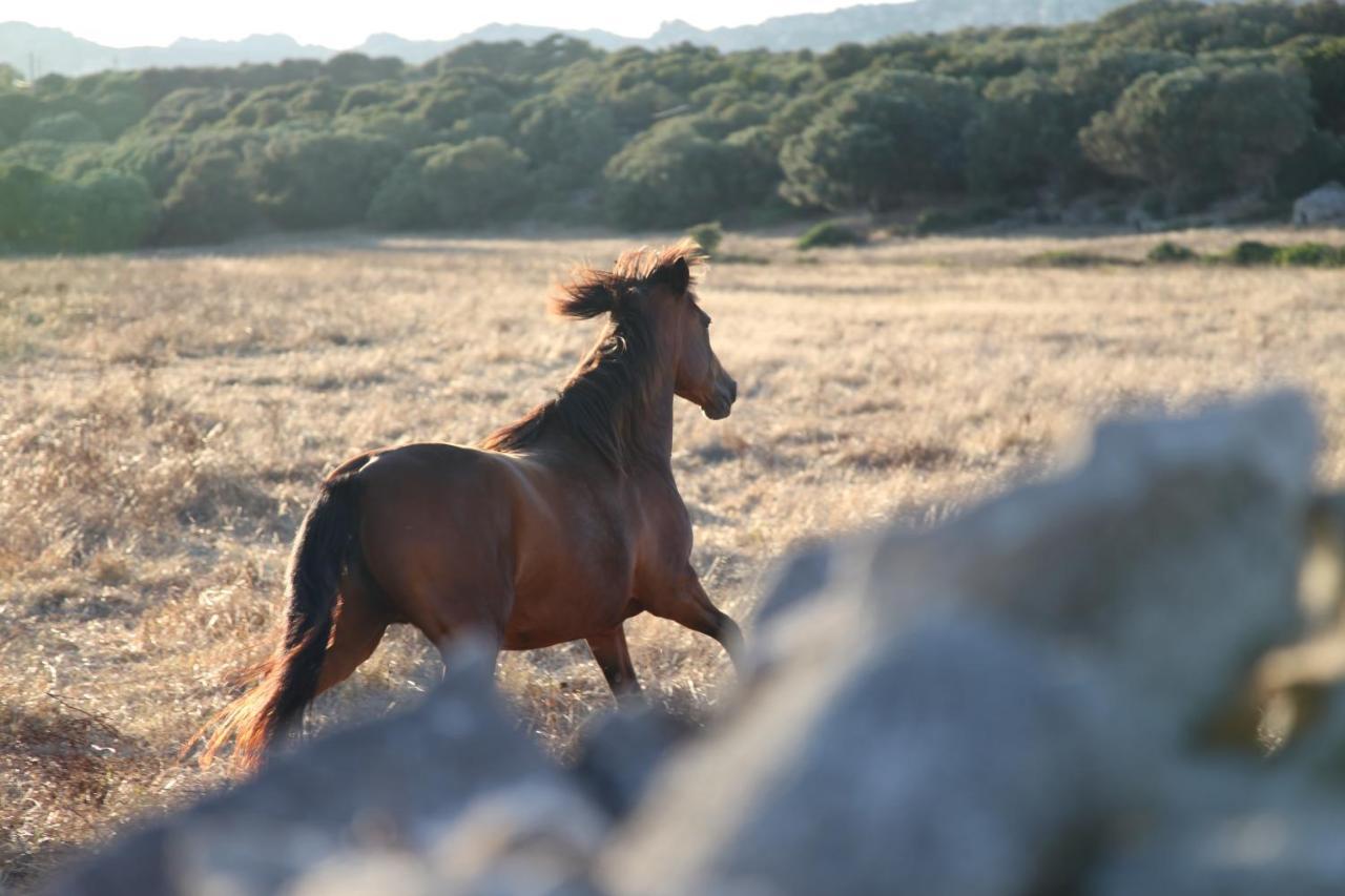 A Loghja Di Cavallo Morto โบนิฟาซิโอ ภายนอก รูปภาพ